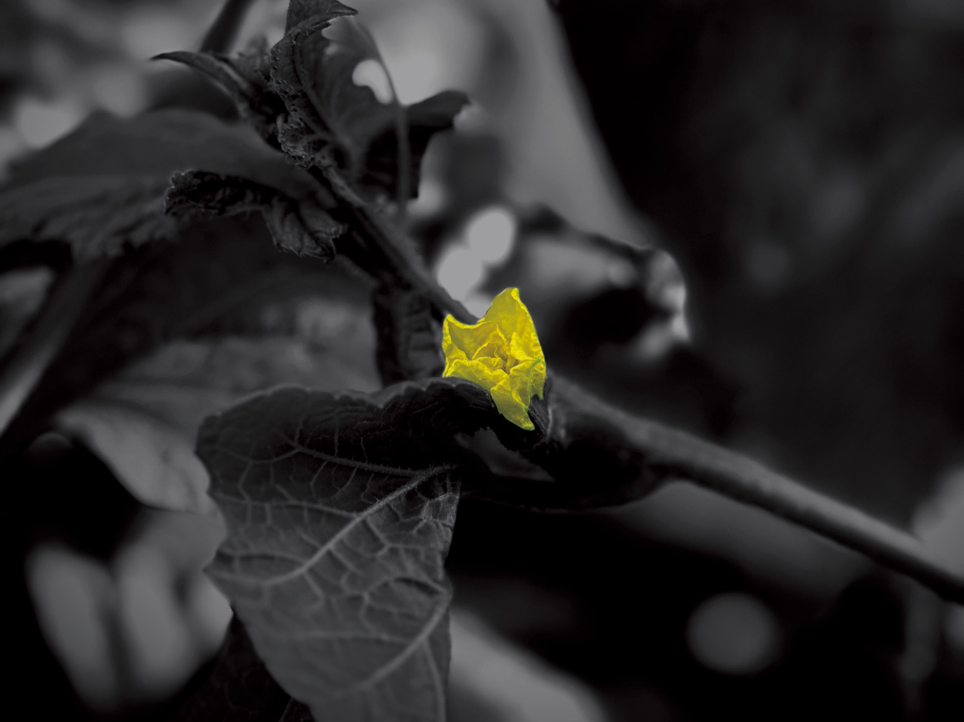 A single yellow melon flower emerging from dark foliage