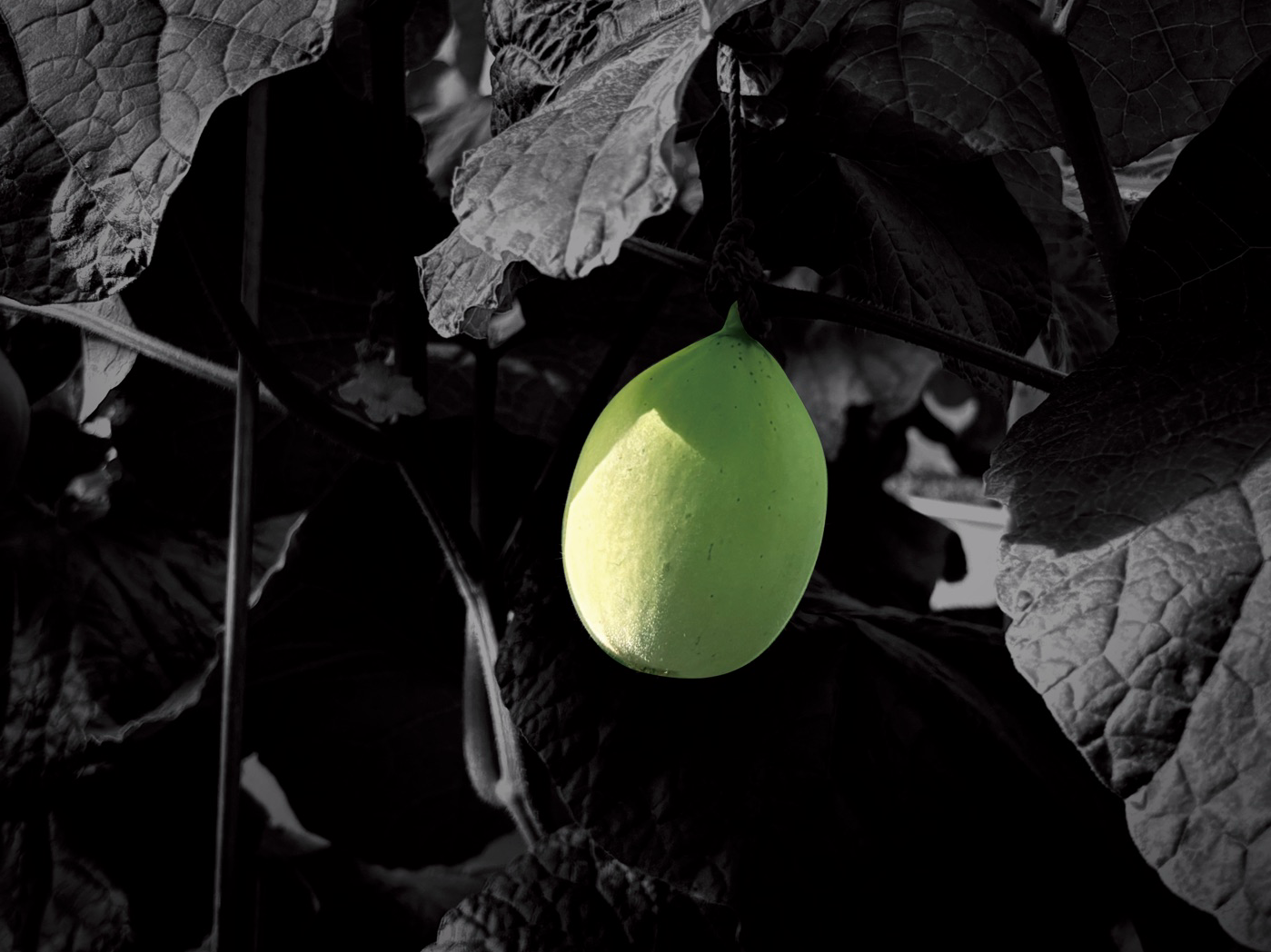 A small green melon hanging from the vine, one chosen from many