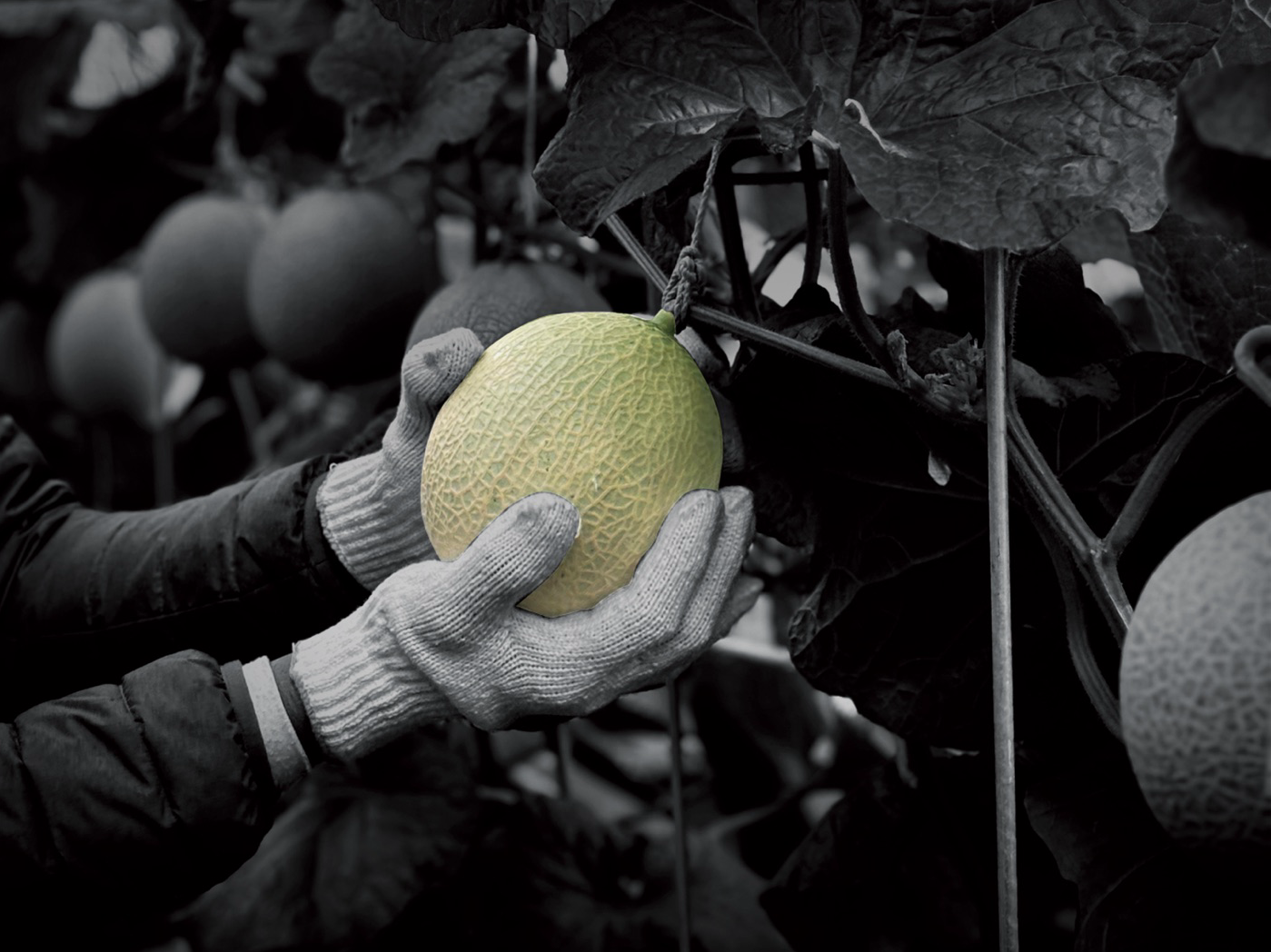 White-gloved hands cradling a Crown Melon on the vine during polishing