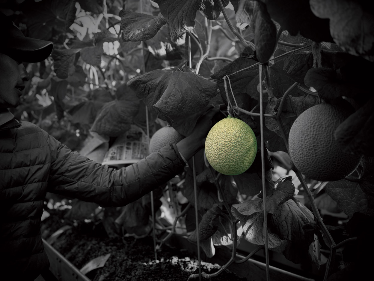 A grower reaching toward a melon hanging on the vine inside the glasshouse